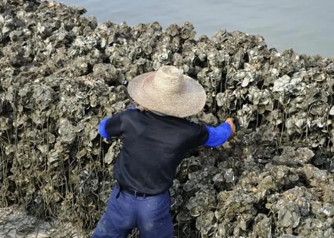 北海租船去生蚝场钓鱼烧烤游玩