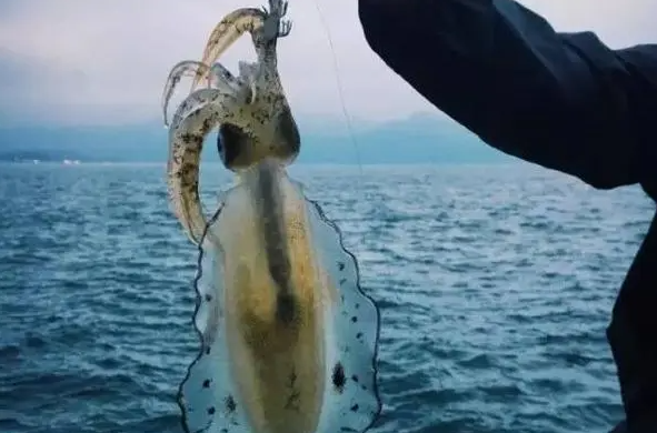 广西防城港出海钓鱿鱼玩怎么联系？