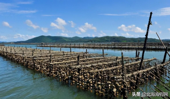 北海生蚝场海钓，生蚝场钓鱼