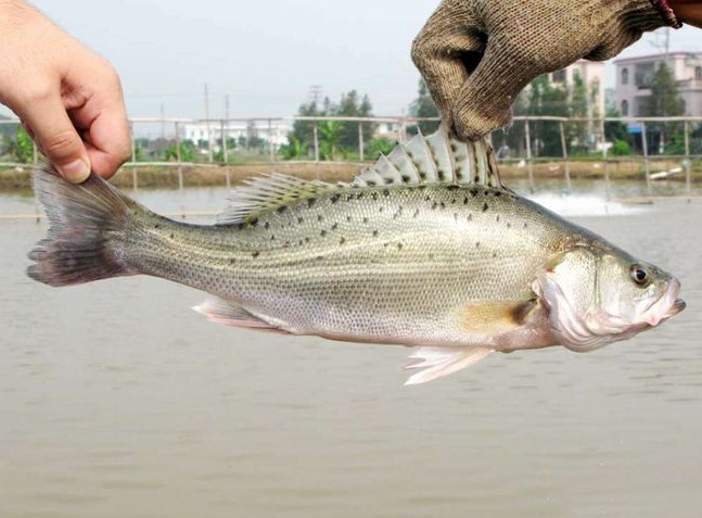 北海海钓鲈鱼的线组