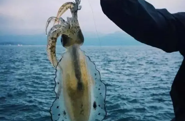 广西北海出海钓鱿鱼怎么报名？