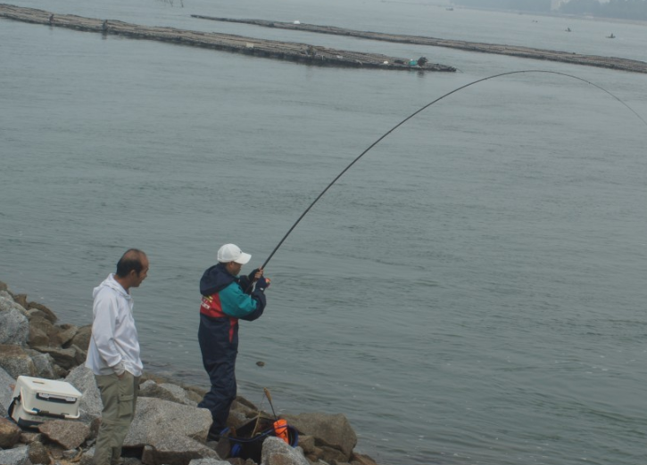 北海海钓：海钓金鼓鱼