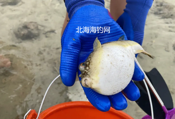 北海赶海怎么约？联系 13097792919