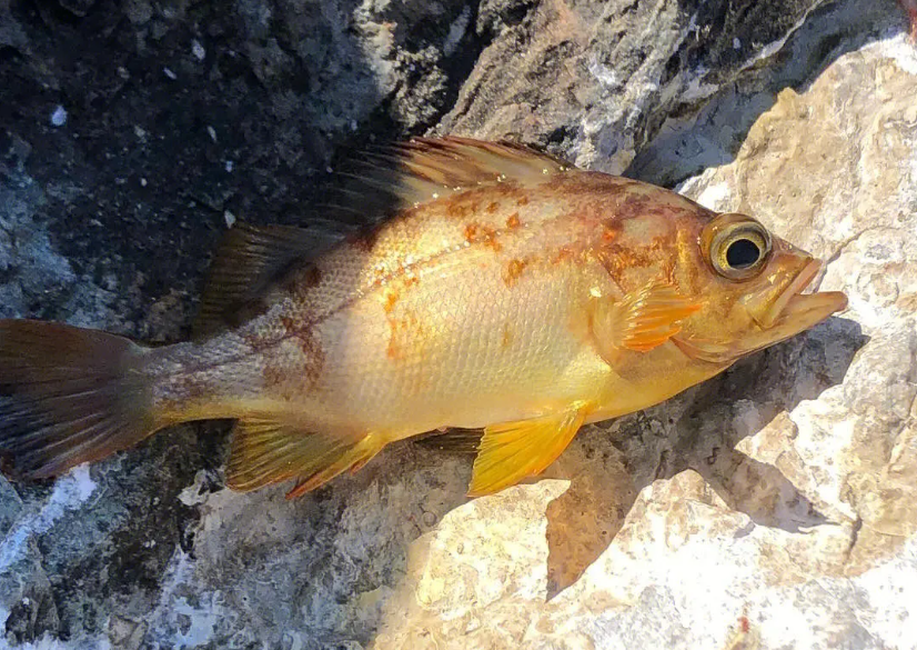 北海秋钓，钓时与饵料如何选择？