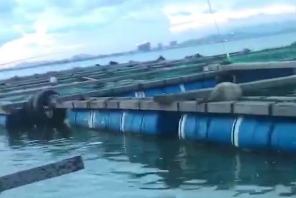 北海铁山港石头阜鱼排海钓