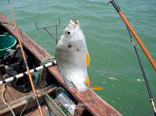 在北海钓鱼海钓一般用什么饵料多一点