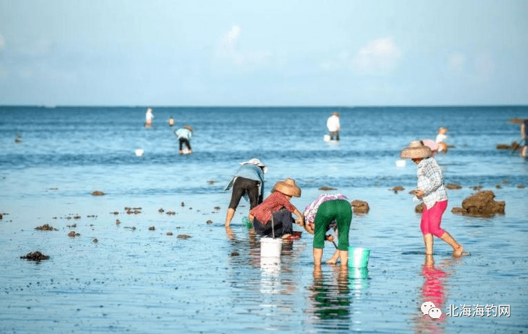 北海赶海探箔捉鱼挖螺捉蛏子游玩