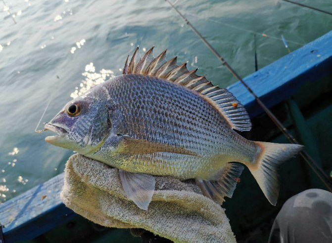 北海海钓一般用什么饵料好钓鱼？