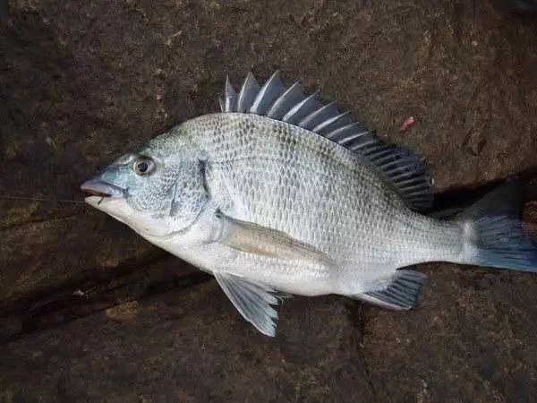 北海海钓：浮游型矶钓